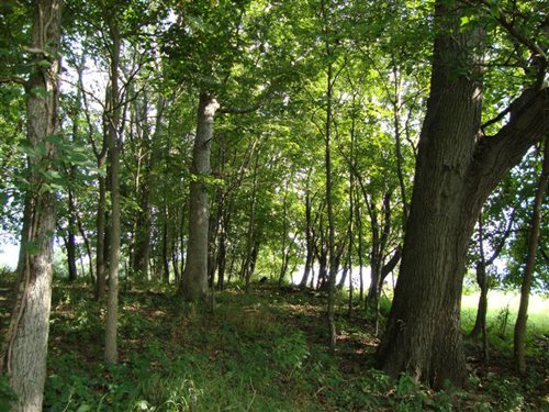 Property photo 4 - 72 Acres offered in 6 Tracts